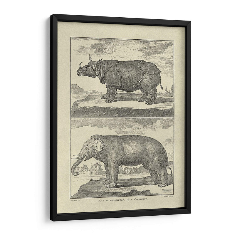 Elefante Y Rhino - Denis Diderot | Cuadro decorativo de Canvas Lab