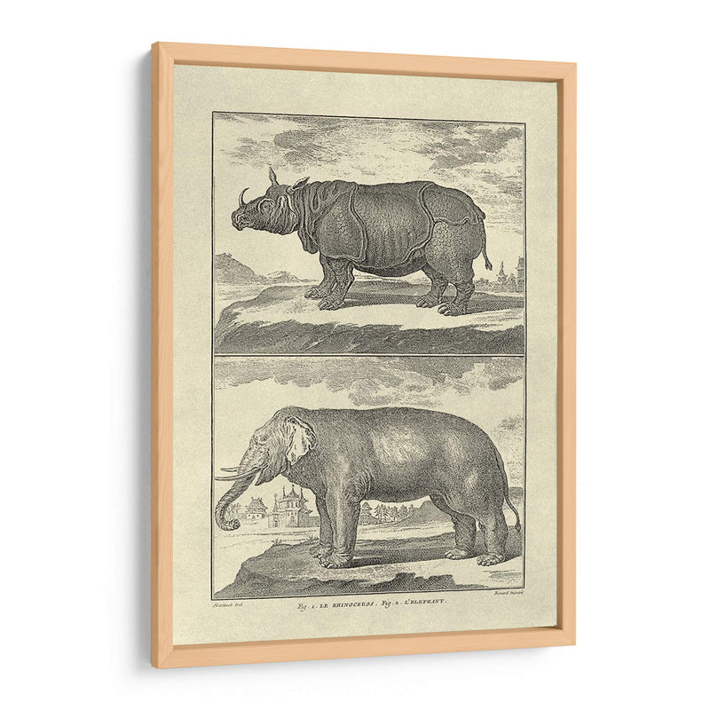 Elefante Y Rhino - Denis Diderot | Cuadro decorativo de Canvas Lab