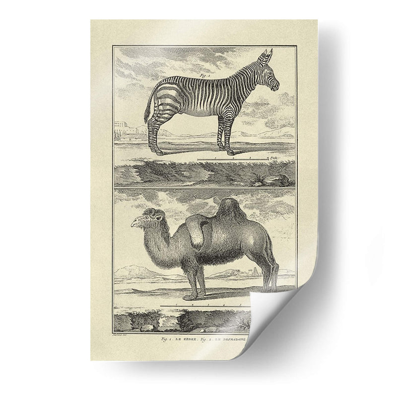 Cebra Y Camello - Denis Diderot | Cuadro decorativo de Canvas Lab