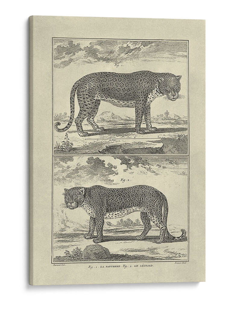 Pantera Y Leopardo - Denis Diderot | Cuadro decorativo de Canvas Lab