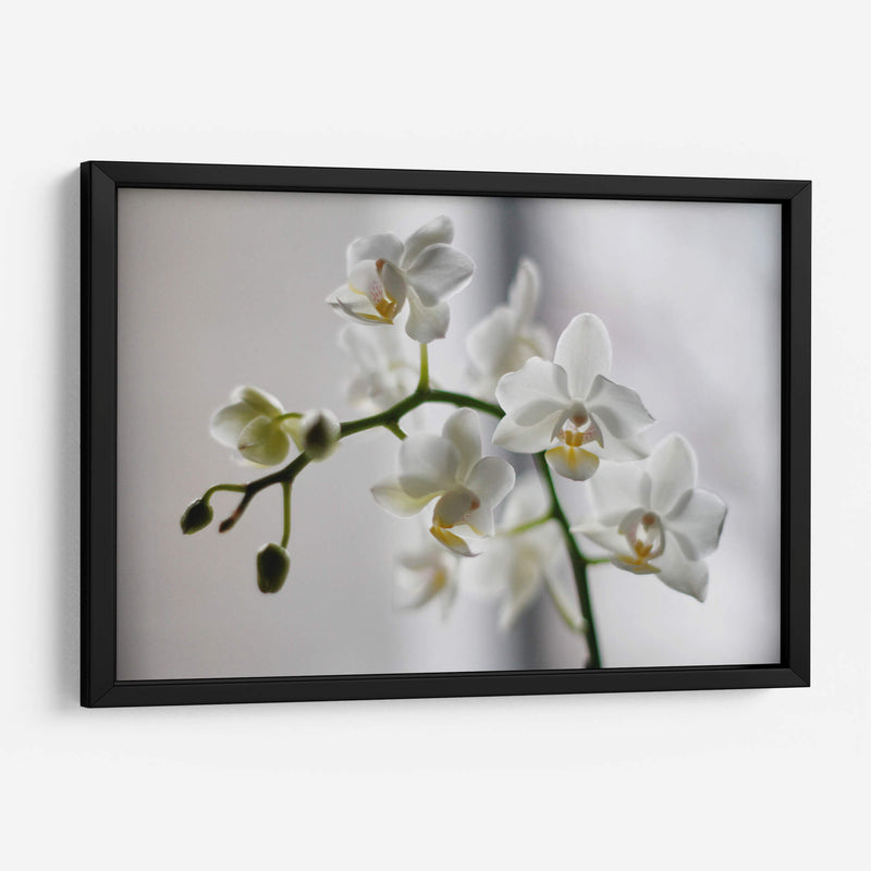 Orquídeas blancas | Cuadro decorativo de Canvas Lab