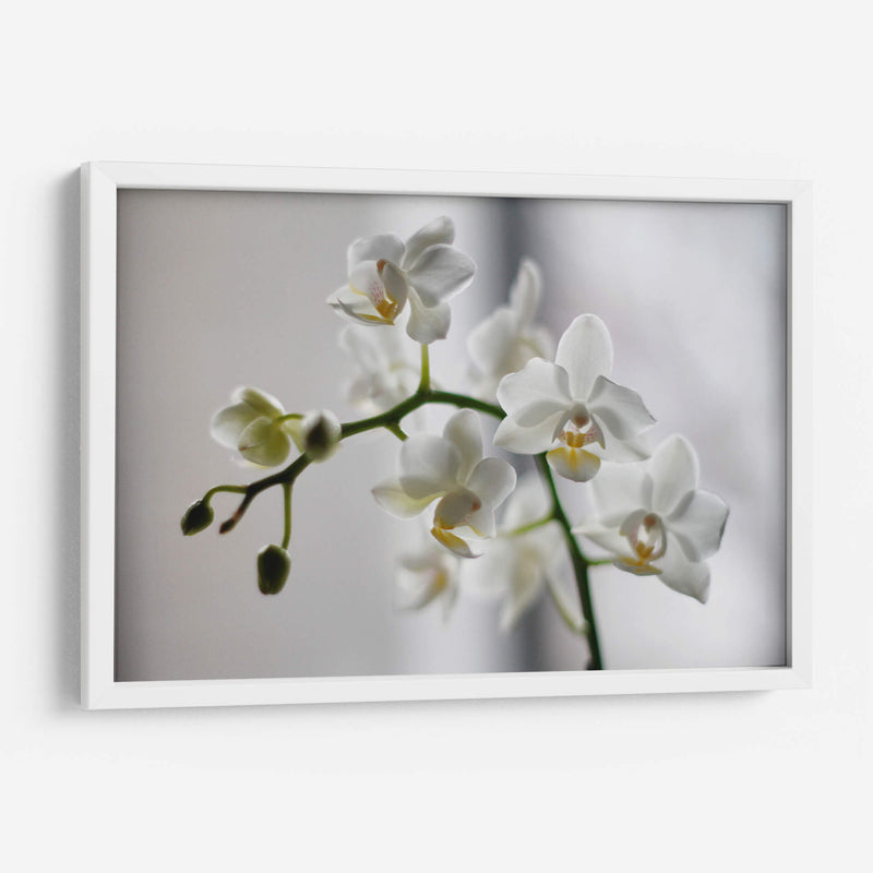 Orquídeas blancas | Cuadro decorativo de Canvas Lab