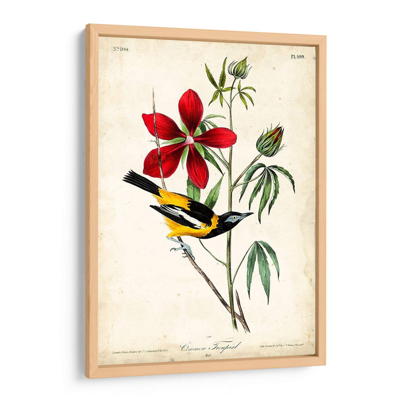 Audubon Bird Y Botanical I - John James Audubon | Cuadro decorativo de Canvas Lab