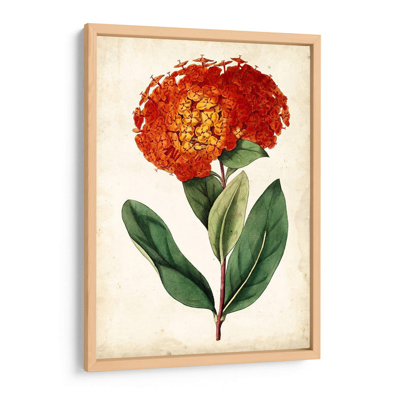 Mandarina Floral Ii - Curtis | Cuadro decorativo de Canvas Lab