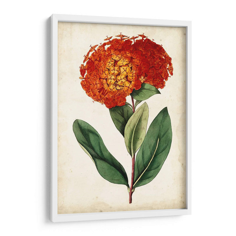 Mandarina Floral Ii - Curtis | Cuadro decorativo de Canvas Lab