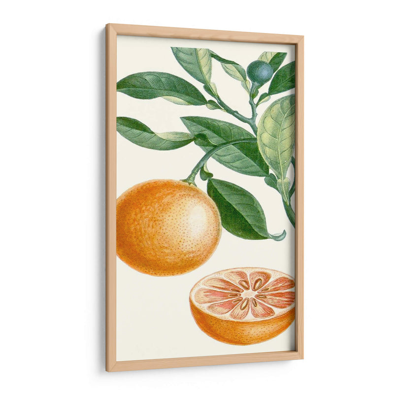 Turpin Fruit Ii - Turpin | Cuadro decorativo de Canvas Lab