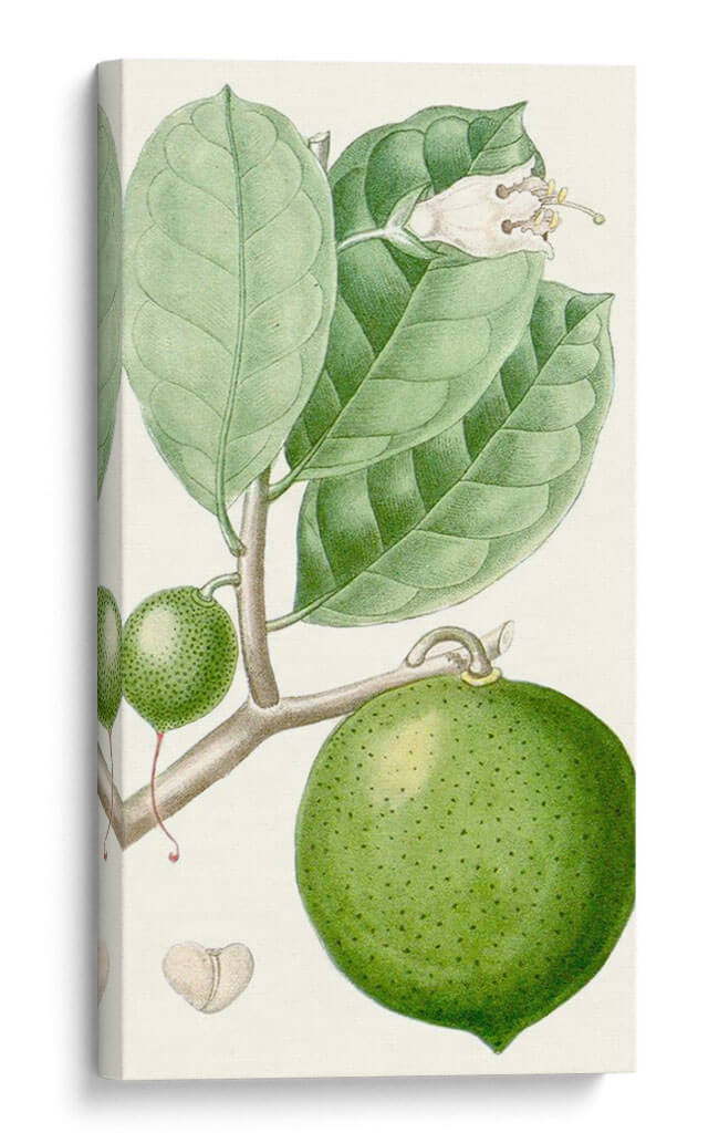 Turpin Fruit Iii - Turpin | Cuadro decorativo de Canvas Lab