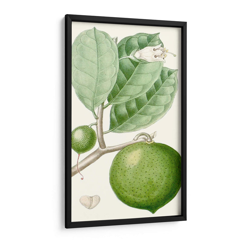 Turpin Fruit Iii - Turpin | Cuadro decorativo de Canvas Lab