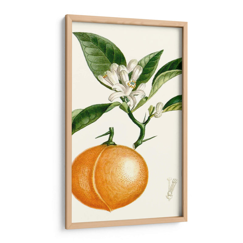 Turpin Fruit Iv - Turpin | Cuadro decorativo de Canvas Lab
