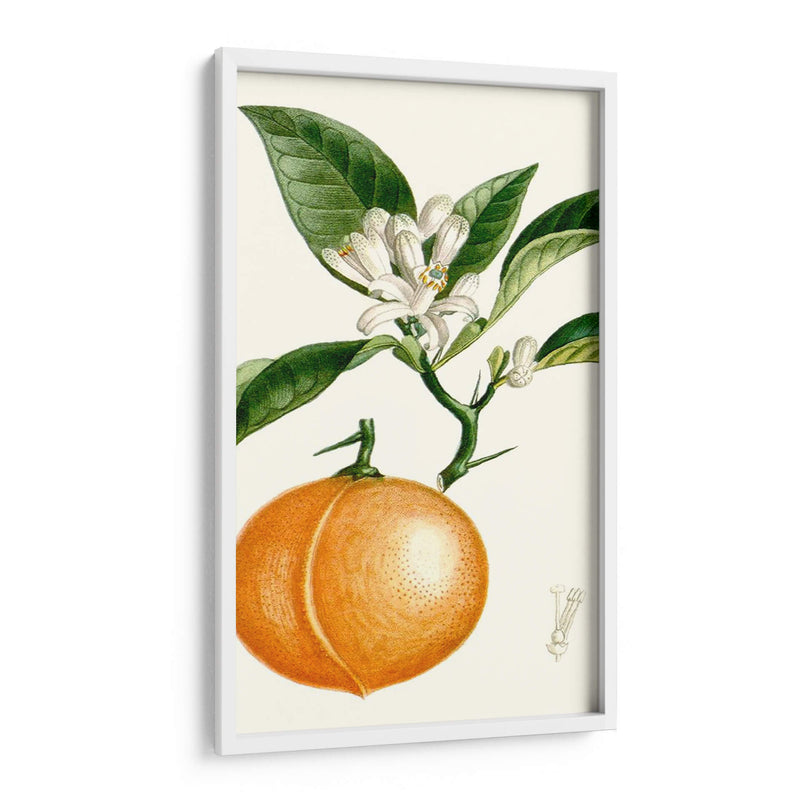 Turpin Fruit Iv - Turpin | Cuadro decorativo de Canvas Lab