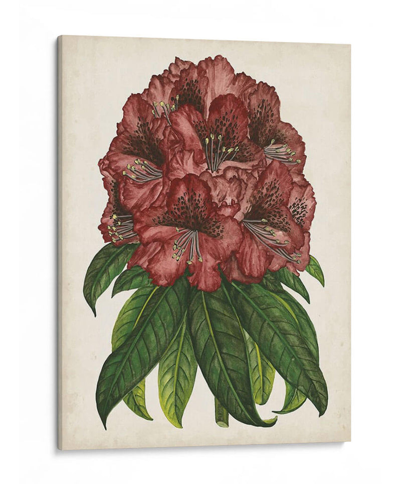 Estudio Rododendro I - Melissa Wang | Cuadro decorativo de Canvas Lab