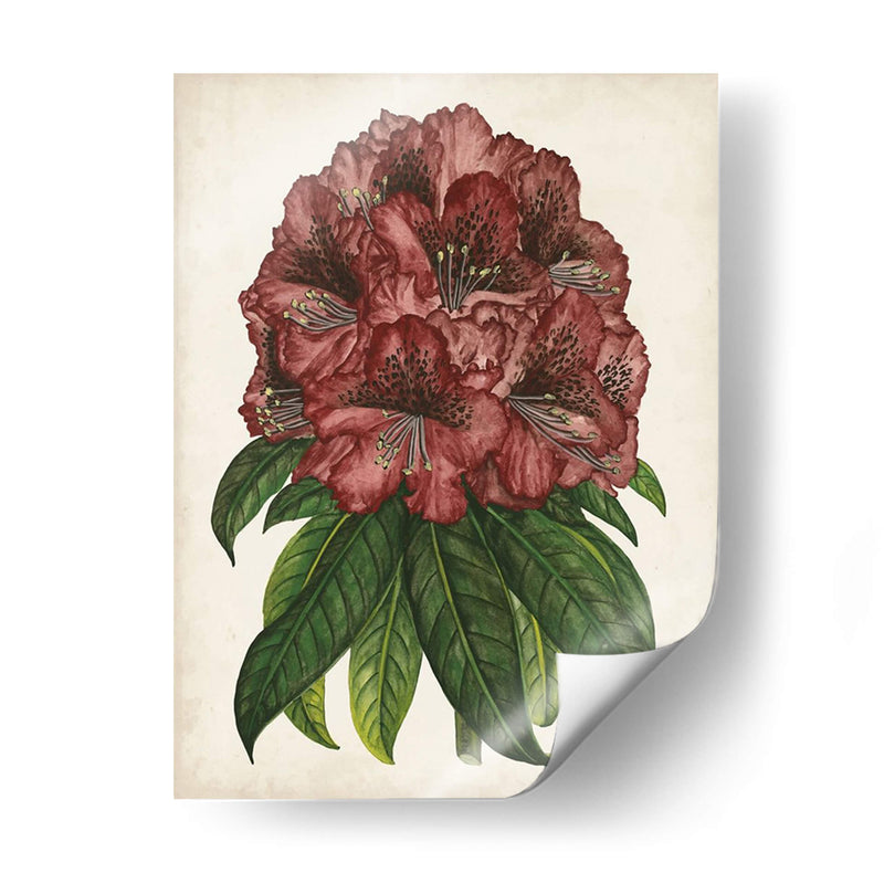 Estudio Rododendro I - Melissa Wang | Cuadro decorativo de Canvas Lab