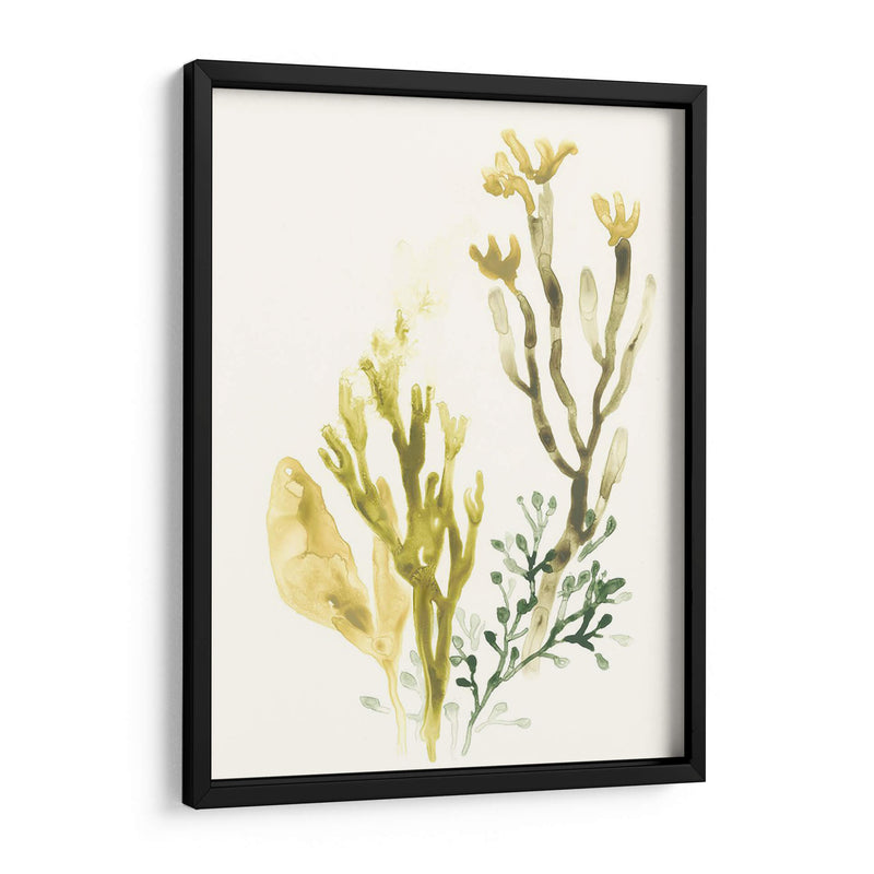 Colección Kelp Ii - June Erica Vess | Cuadro decorativo de Canvas Lab