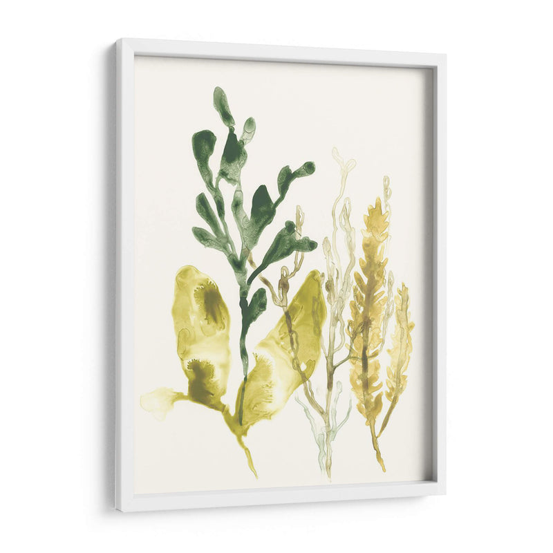 Colección Kelp Iii - June Erica Vess | Cuadro decorativo de Canvas Lab