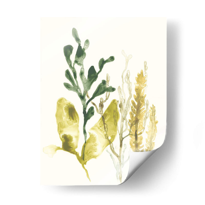 Colección Kelp Iii - June Erica Vess | Cuadro decorativo de Canvas Lab