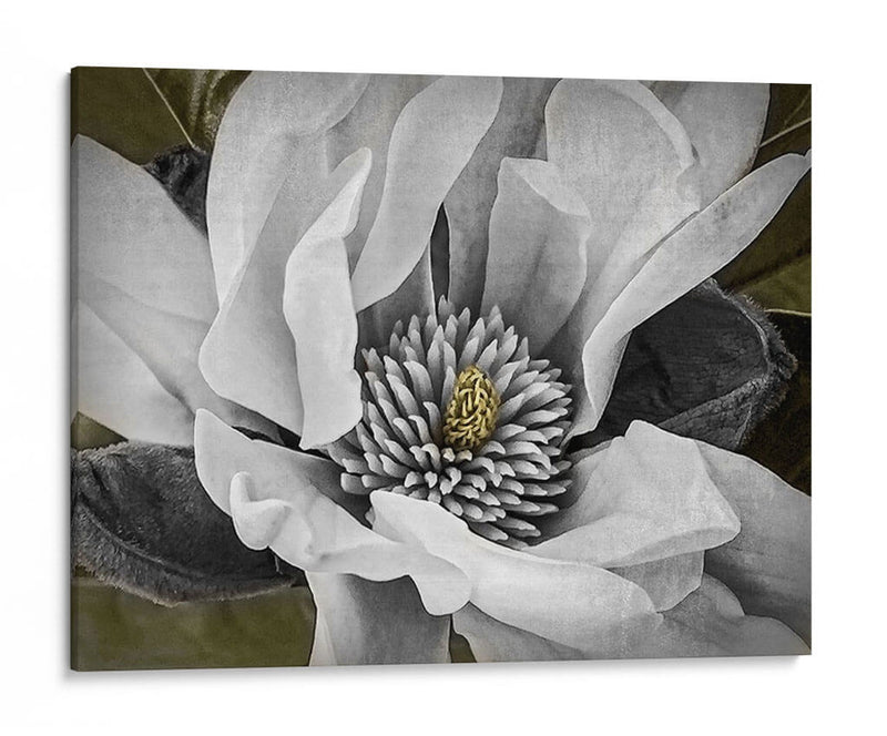 Magnolia Clásica Personalizada (Ceniza) - Rachel Perry | Cuadro decorativo de Canvas Lab