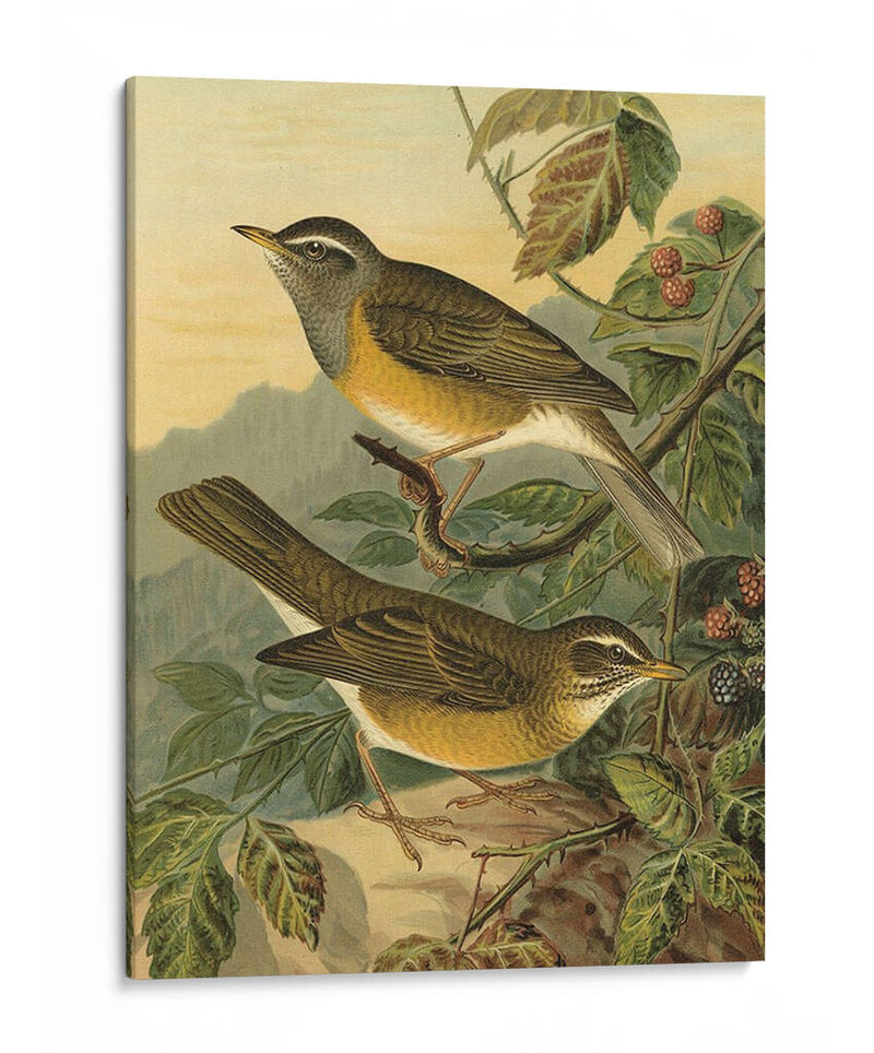 Pequeñas Aves De Bosques Iii - Vision Studio | Cuadro decorativo de Canvas Lab