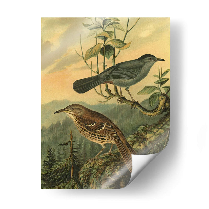 Pequeñas Aves De Bosques Iv - Vision Studio | Cuadro decorativo de Canvas Lab