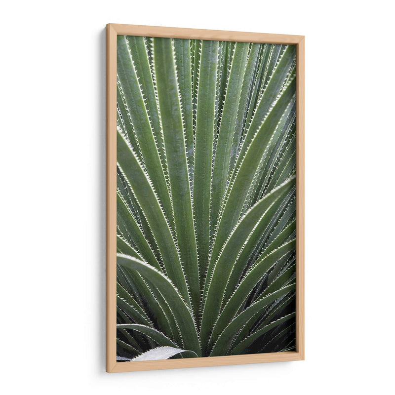 Cactus Apio - Rachel Perry | Cuadro decorativo de Canvas Lab