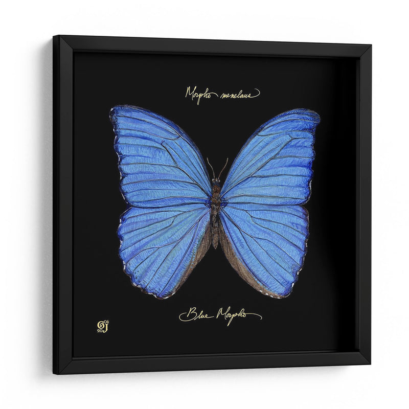 Mariposa Sorprendente I - Ginny Joyner | Cuadro decorativo de Canvas Lab