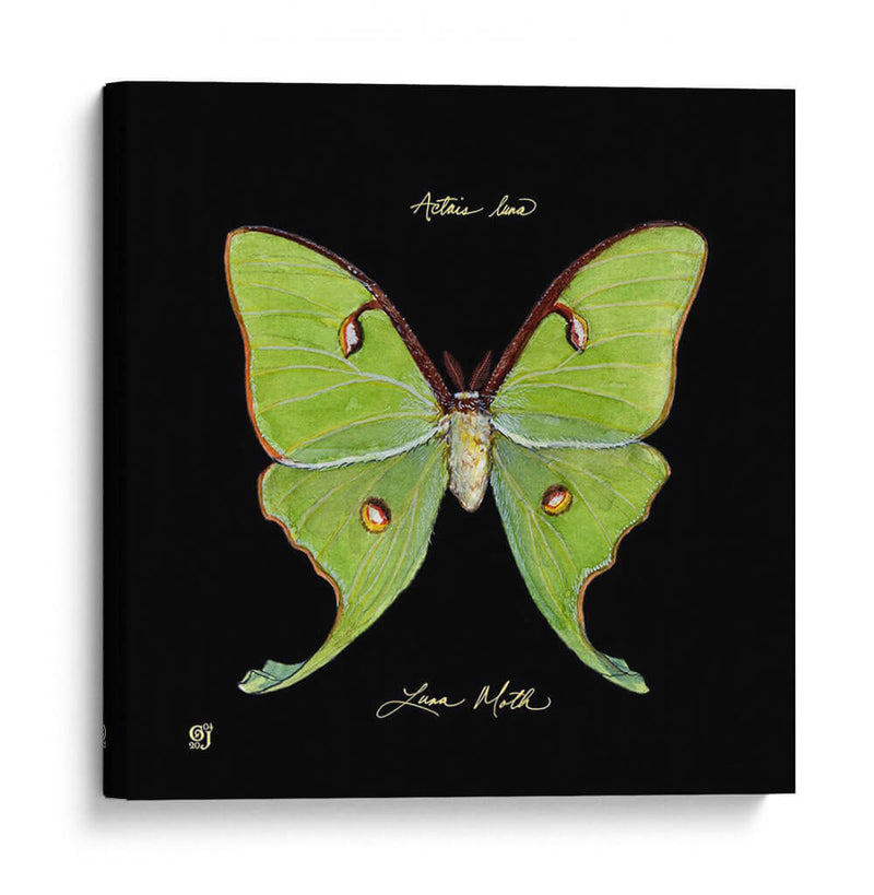 Mariposa Sorprendente Iv - Ginny Joyner | Cuadro decorativo de Canvas Lab