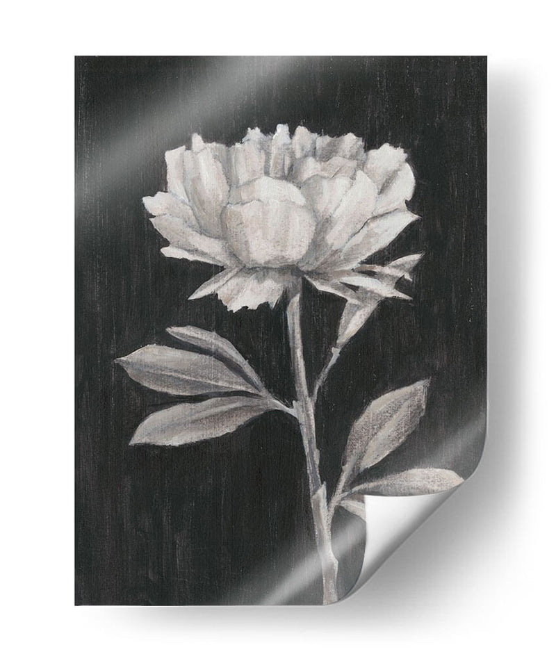 Flores En Blanco Y Negro Iii - Ethan Harper | Cuadro decorativo de Canvas Lab