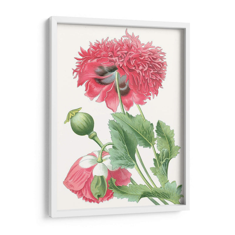 Belleza Floral V - Vision Studio | Cuadro decorativo de Canvas Lab