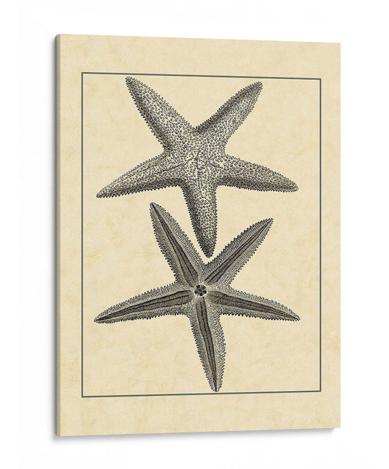 Antiqueanddeckle Vintage Starfish I - Vision Studio | Cuadro decorativo de Canvas Lab