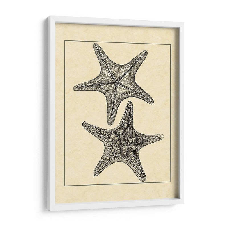 Antiqueanddeckle Vintage Starfish Ii - Vision Studio | Cuadro decorativo de Canvas Lab
