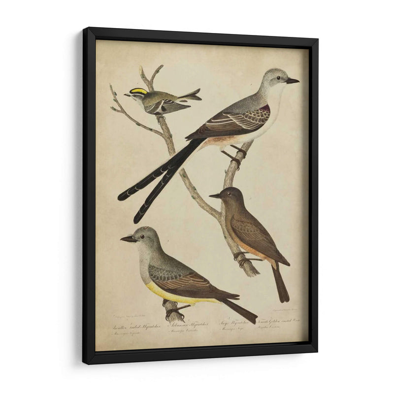 Bonapart Birds Ii - Charles L. Bonapart | Cuadro decorativo de Canvas Lab