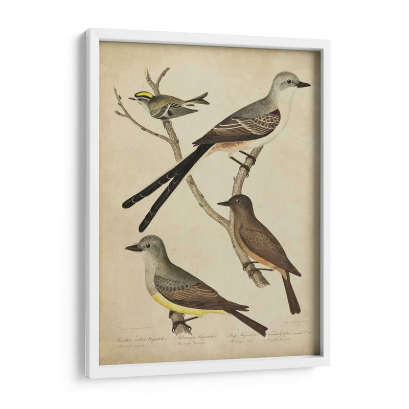 Bonapart Birds Ii - Charles L. Bonapart | Cuadro decorativo de Canvas Lab