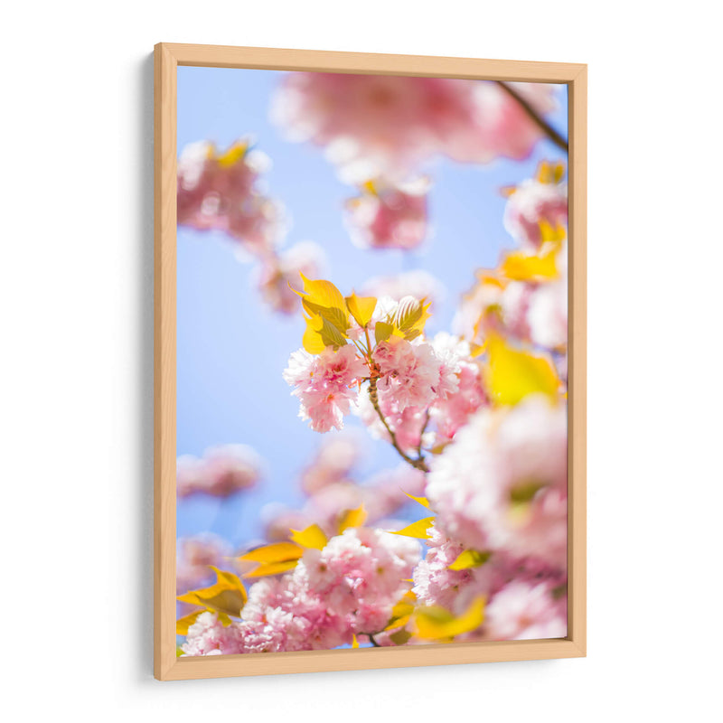 Sakura | Cuadro decorativo de Canvas Lab