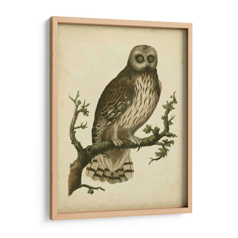 Antiguo Nozeman Owl Ii - Nozeman | Cuadro decorativo de Canvas Lab