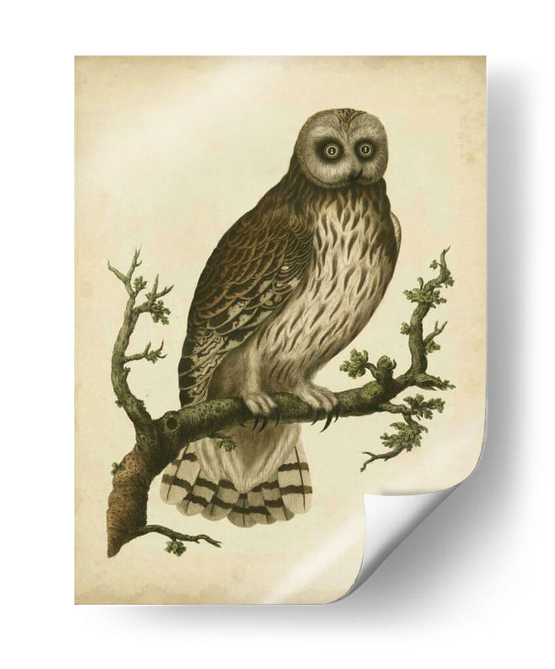 Antiguo Nozeman Owl Ii - Nozeman | Cuadro decorativo de Canvas Lab
