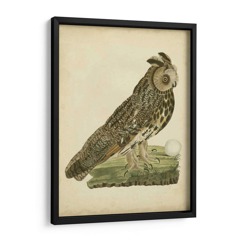 Antiguo Nozeman Owl Iii - Nozeman | Cuadro decorativo de Canvas Lab