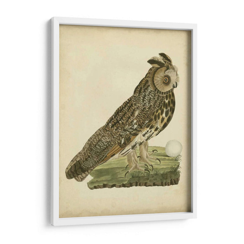 Antiguo Nozeman Owl Iii - Nozeman | Cuadro decorativo de Canvas Lab