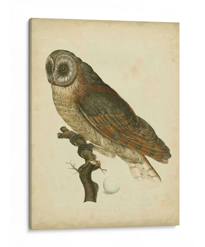 Antiguo Nozeman Owl Iv - Nozeman | Cuadro decorativo de Canvas Lab