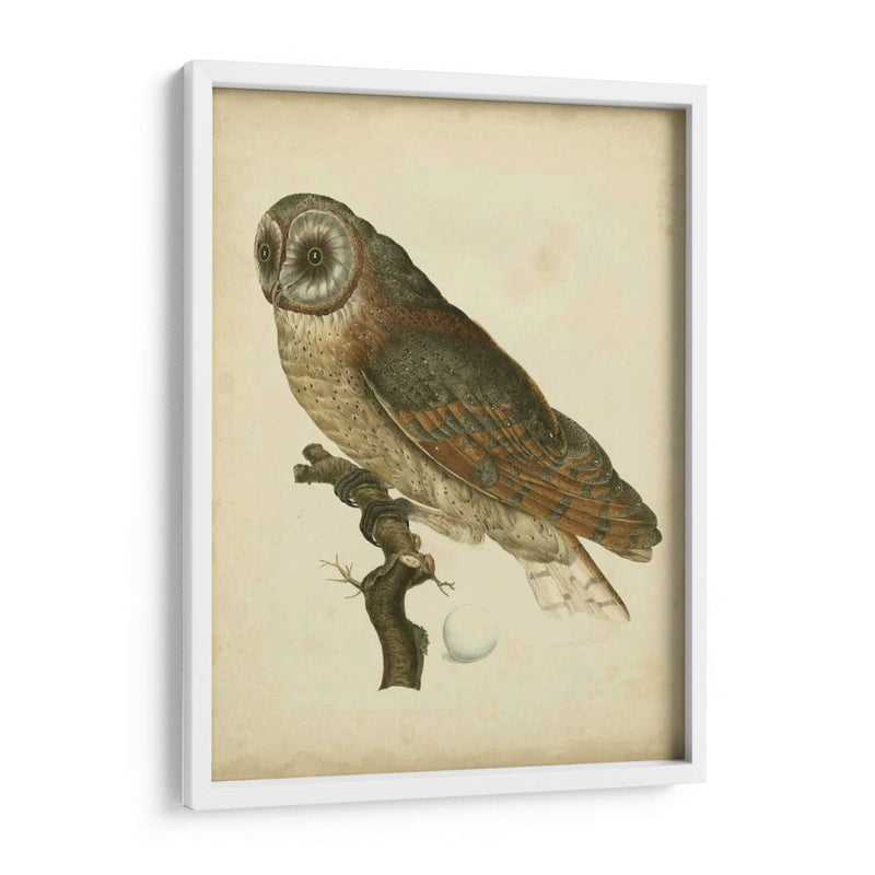 Antiguo Nozeman Owl Iv - Nozeman | Cuadro decorativo de Canvas Lab