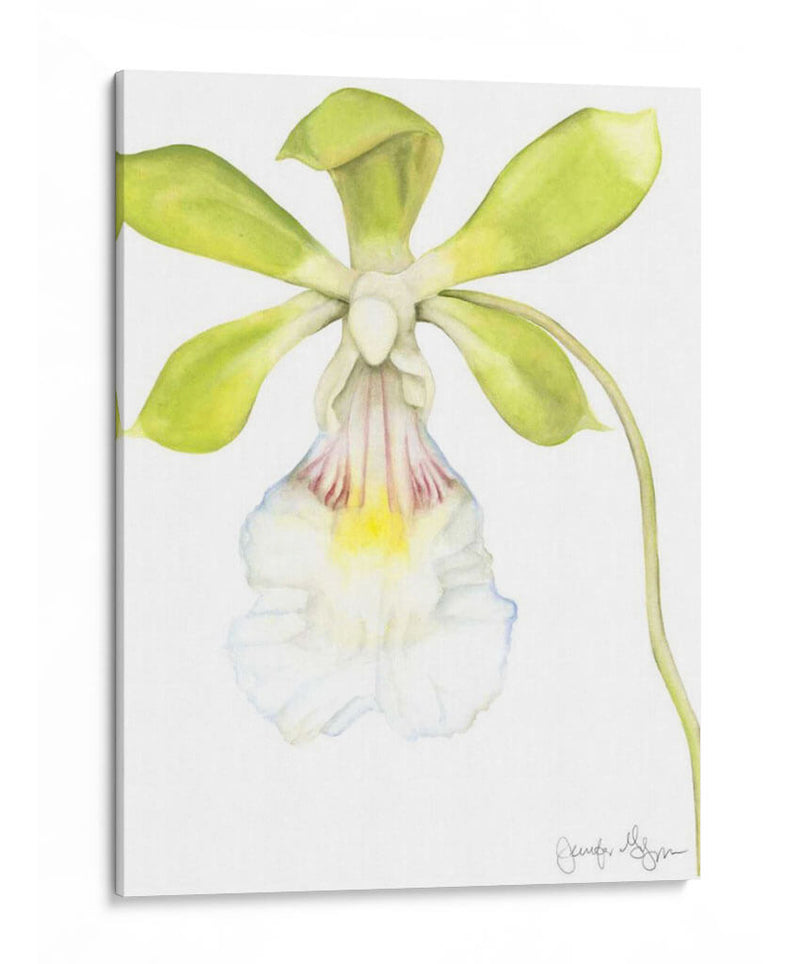 Belleza De La Orquídea Pequeña I - Jennifer Goldberger | Cuadro decorativo de Canvas Lab