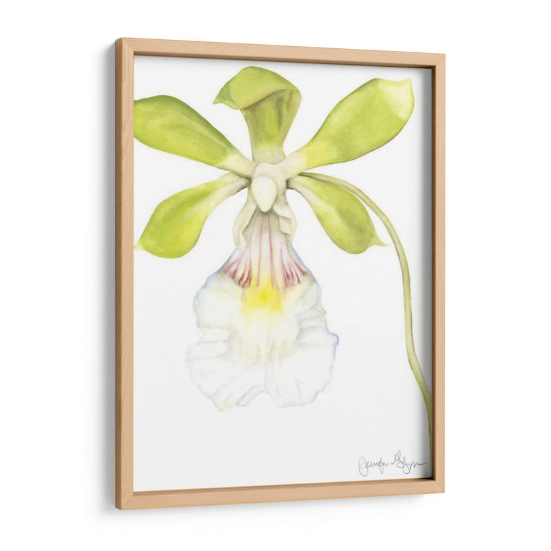 Belleza De La Orquídea Pequeña I - Jennifer Goldberger | Cuadro decorativo de Canvas Lab