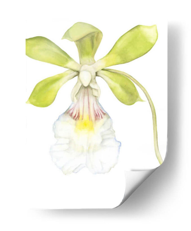 Belleza De La Orquídea Pequeña I - Jennifer Goldberger | Cuadro decorativo de Canvas Lab