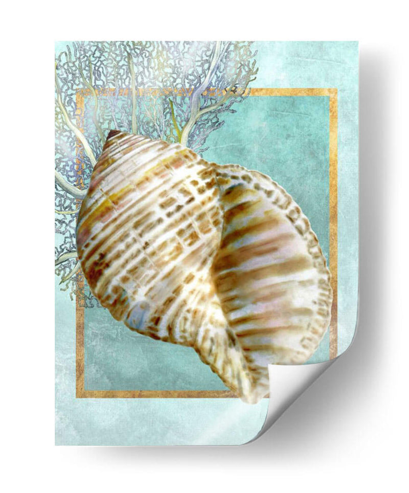 Turban Shell Y Coral - Lori Schory | Cuadro decorativo de Canvas Lab
