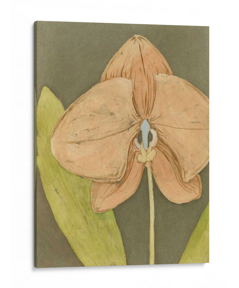 Orquídea Y Tierra Iv - Megan Meagher | Cuadro decorativo de Canvas Lab