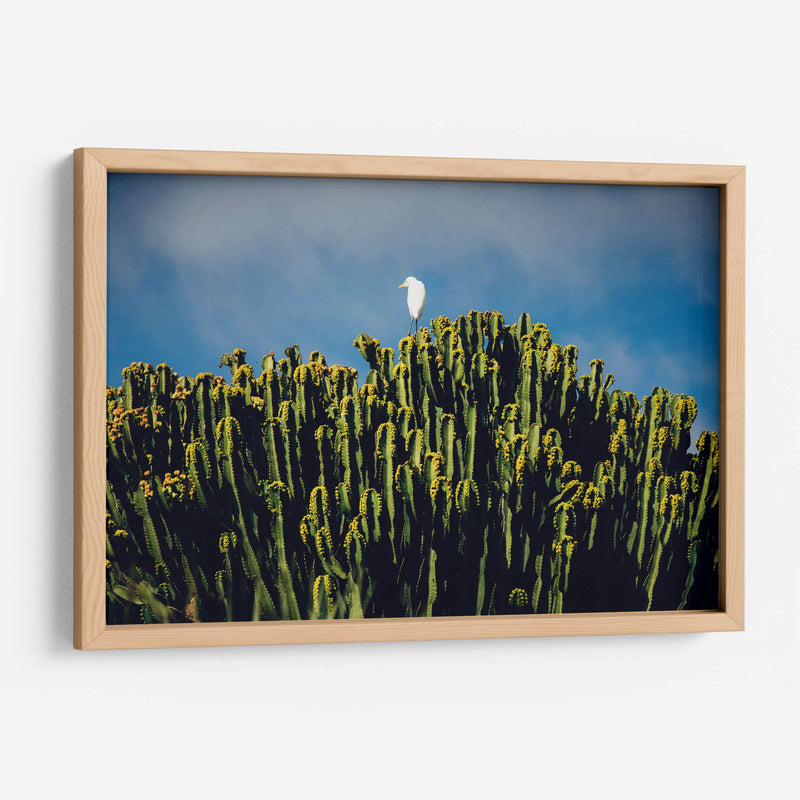 Sobre los cactus | Cuadro decorativo de Canvas Lab