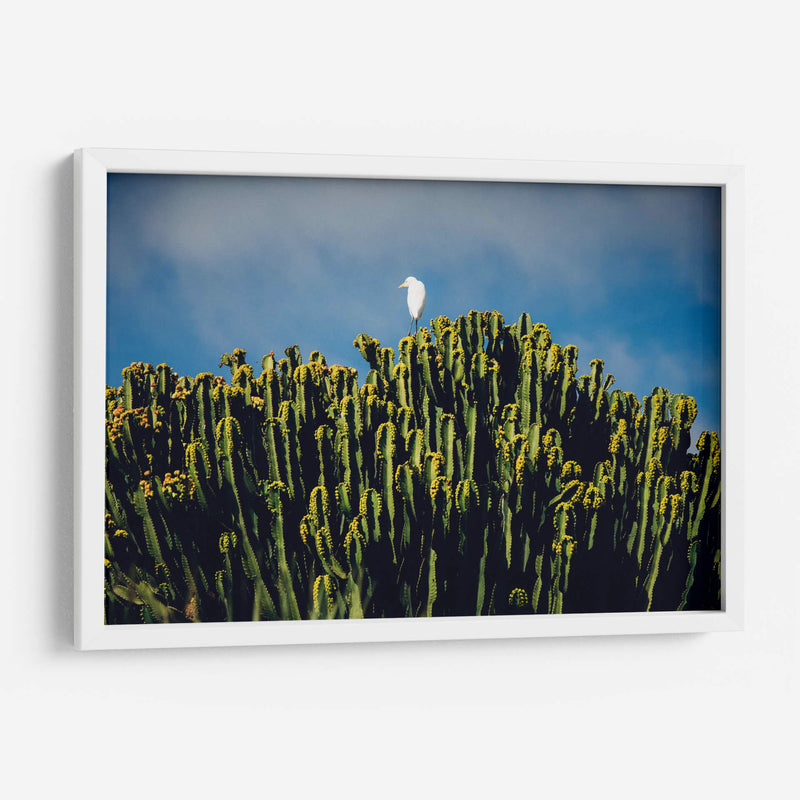 Sobre los cactus | Cuadro decorativo de Canvas Lab