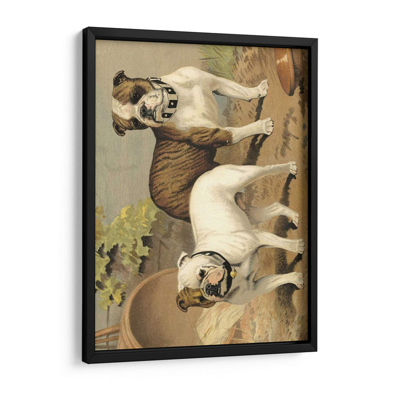 Perros De Toro - Vero Shaw | Cuadro decorativo de Canvas Lab