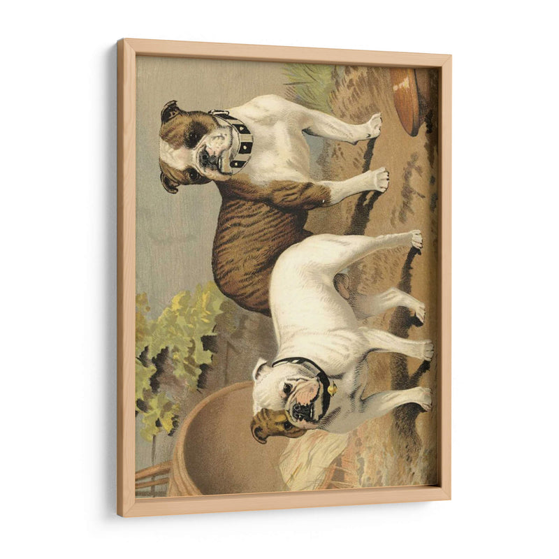 Perros De Toro - Vero Shaw | Cuadro decorativo de Canvas Lab