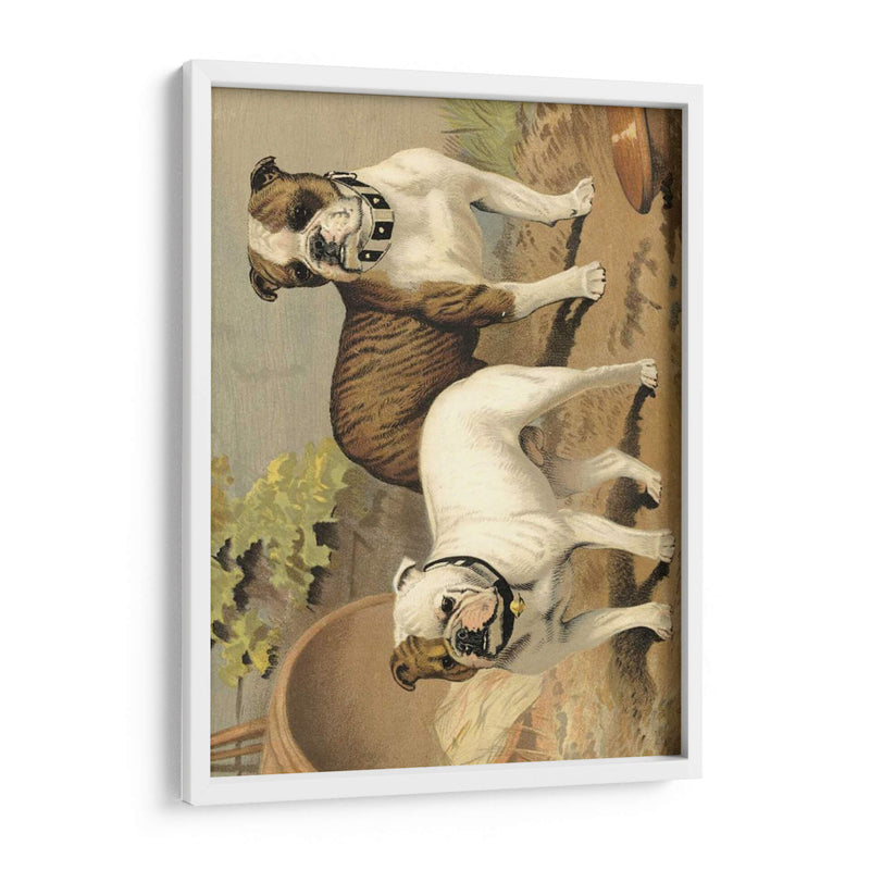 Perros De Toro - Vero Shaw | Cuadro decorativo de Canvas Lab