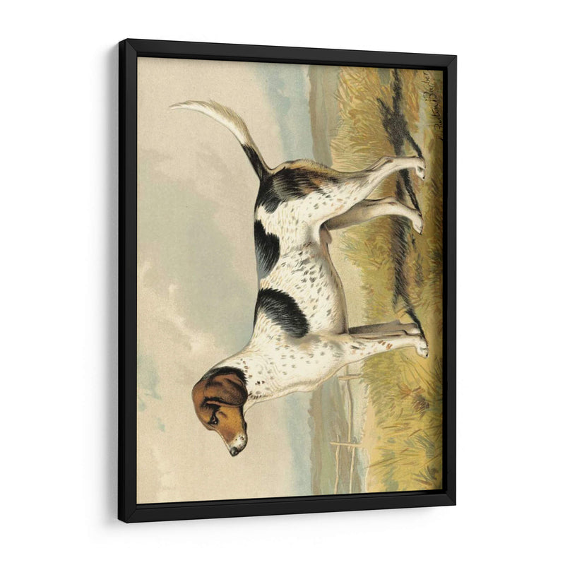 Zorro De Perro - Vero Shaw | Cuadro decorativo de Canvas Lab