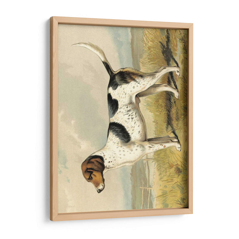 Zorro De Perro - Vero Shaw | Cuadro decorativo de Canvas Lab